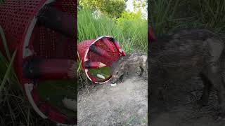 New Technique DIY Wild boar Trapping Tool Using Big wood trap Pigtrap camping animals trapping [upl. by Ynnor]