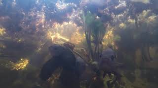 Oscars Astronotus ocellatus in natural habitat in a Pantanal lake [upl. by Ayanat]