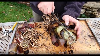 Ensete Maurelii Red Banana Propagation [upl. by Alejo710]