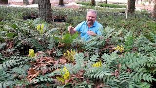 Marvel Mahonia  Garden Plants with JimPutnam [upl. by Vernon]