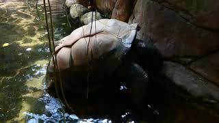 Paarung der Riesenschildkröten Aldabrachelys gigantea im Wasser Zoo Schönbrunn – FZ82 Superzoom [upl. by Eelarbed]