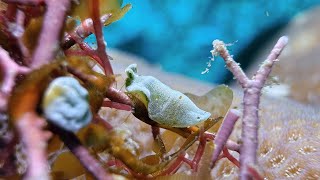 Flatworm in Mactan  Philippines November 2024 4K60fps [upl. by Hanas]