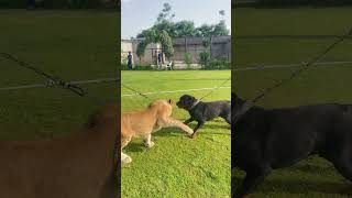 Lion or dog fight 😱🦁😱Moeezkhanlion dog fighting short viral [upl. by Mell859]