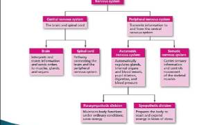 Psychology 101 The Nervous Systems [upl. by Netsirt]