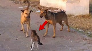 1 cat fighting against 3 dogs [upl. by Kristianson779]