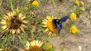 La Montagna Ganzaria Lape legnaiola Xylocopa violacea Linnaeus 1758 [upl. by Daile]