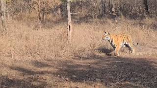 Sighting of Tigress 151 at Panna Tiger Reserve  Panna Madhya Pradesh [upl. by Salvay]