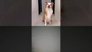 dog dance dog doglover puppy dogdance [upl. by Enitsua]