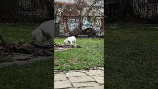 Dogo argentino family Lithuania puppy dogoargentinopuppies dogoargentinadogs [upl. by Kauslick]