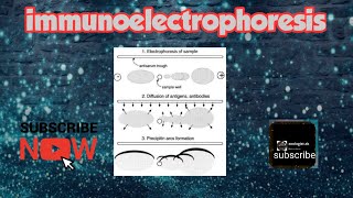 Immunoelectrophoresis [upl. by Aliam]