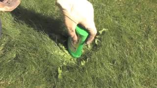 How to Get Rid of Weeds in the Lawn  Video  Roundup Weedkiller [upl. by Melinde342]