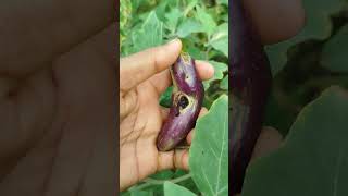 Cutworms brinjal youtubeshorts shorts brinjal [upl. by Pepito]