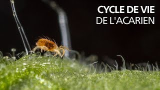 Cycle de vie de lacarien [upl. by Lombardo]