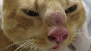 Removing Enormous Botfly Larva Inside cats nose Part 124 [upl. by Yer]