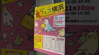 鳥フェス横浜 鳥イベント 鳥グッズ [upl. by Jaeger]