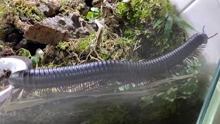 GENERAL UPDATE ON MY GIANT AFRICAN MILLIPEDES amp ISOPOD SETUPS [upl. by Hendry472]