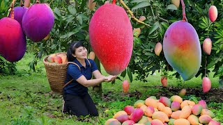 Harvest Mangoes Goes To The Market Sell  My Bushcraft [upl. by Stanly]