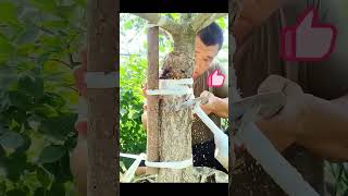 Grafting process for fruit trees [upl. by Wheelwright]