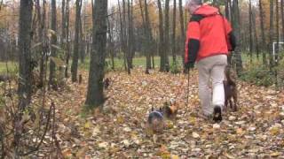 A rainy walk with Yorkies [upl. by Ailem]