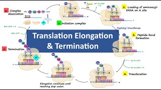 Translation  Elongation amp Termination  Stages of Protein Synthesis  Biochemistry [upl. by Nuawtna]