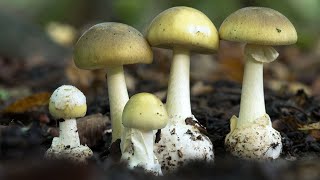 Amanita phalloides riconoscere un fungo mortale [upl. by Ottie415]