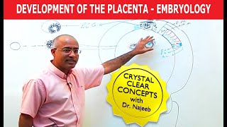 Development Of the Placenta  Embryology🩺 [upl. by Sanjiv93]