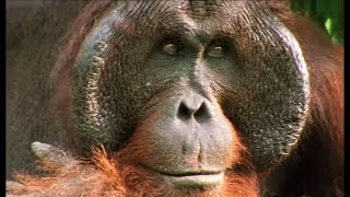 Orangutans Feeding in the Trees  Wild Indonesia  BBC Earth [upl. by Ihcehcu]