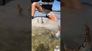 GIANT MUDCRAB  Barehanded catch trendingshorts giantmudcrab shorts [upl. by Mera418]