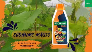 EcohumeMagic for Vineyards  The Biostimulant from MARGO [upl. by Zendah]