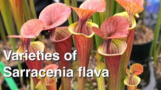 Six Varieties of Sarracenia flava to Add to Your Collection [upl. by Anaerol]