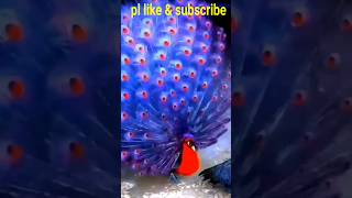 Peacock opening feather Most beautiful peacock in the world 🌎🦚🦚peacock nature birds love short [upl. by Anidal]