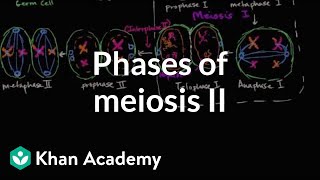 Phases of meiosis II  Cells  MCAT  Khan Academy [upl. by Viki]