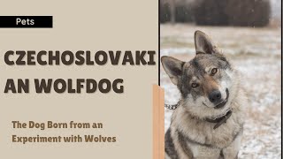 Czechoslovakian Wolfdog The Dog Born from an Experiment with Wolves [upl. by Symons]