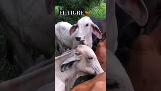 CHULADA LA BLANKITA 🐄🙏👈 [upl. by Sirama488]