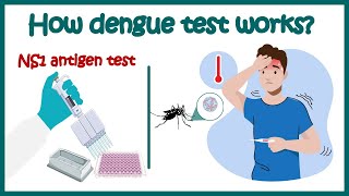 Dengue test  NS1 antigen test for Dengue  Dengue IgM amp IgG antibody test  How Dengue test works [upl. by Adnawot199]