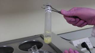 Biology Lab  Enzymes effect of pepsin on milk [upl. by Yearwood225]