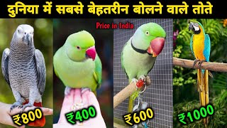 Top 5 Best Talking Parrot With Price  दुनिया में 5 सबसे ज्यादा बोलने वाले तोते [upl. by Shue661]