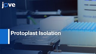 Highthroughput Protoplast Isolation and Transformation  Protocol Preview [upl. by Ocirred]