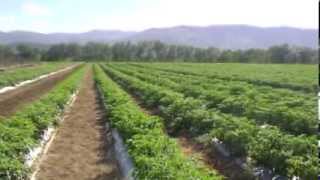 REPORTAJE SOBRE LA AGRICULTURA DOMINICANA youtube [upl. by Ruomyes641]