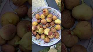 Dryer Soil Improves a Figs Eating Quality fig figtree figboss gardeningtips fruittrees [upl. by Adnamas]