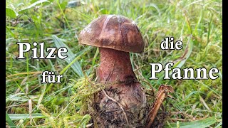 Pilze sammeln für die Pfanne 🍄 Speisepilze 2024 [upl. by Acilegna]