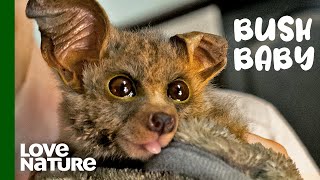 This Adorable Bushbaby’s Recovery Will Melt Your Heart  Malawi Wildlife Rescue [upl. by Attelliw]