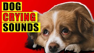 Dog Crying Sounds 15 Dog Breeds Crying Sound Effect Loud Whining Puppy Cry Sounds [upl. by Tegan103]