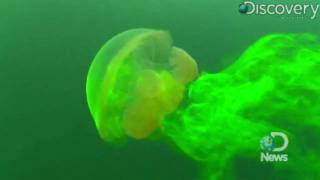 Can Jellyfish Predict Climate Change [upl. by Satsoc]