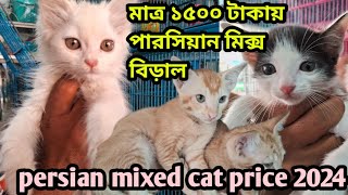 Persian mix cat price in Bangladesh Katabon animal market in Bangladesh Mixbreed cat price in 2024 [upl. by Friederike]