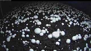 Time Lapse Mushrooms Growing [upl. by Monah]