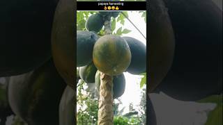 Papaya fruit harvesting video  no1 fruit satisfying trending papaya [upl. by Nuhsar]