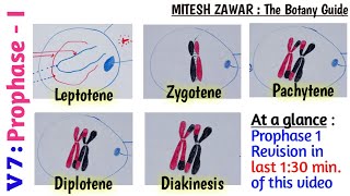 Prophase 1  Leptotene Zygotene Pachytene Diplotene and Diakinesis  Stages of Prophase 1 [upl. by West]