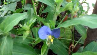 Maishi Grandi Shimaron or Asiatic dayflower Commelina communis [upl. by Itagaki258]