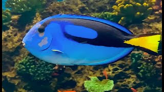 ナンヨウハギ Pallete surgeonfishRegal tang Blue tang Paracanthurus hepatus [upl. by Mudenihc94]